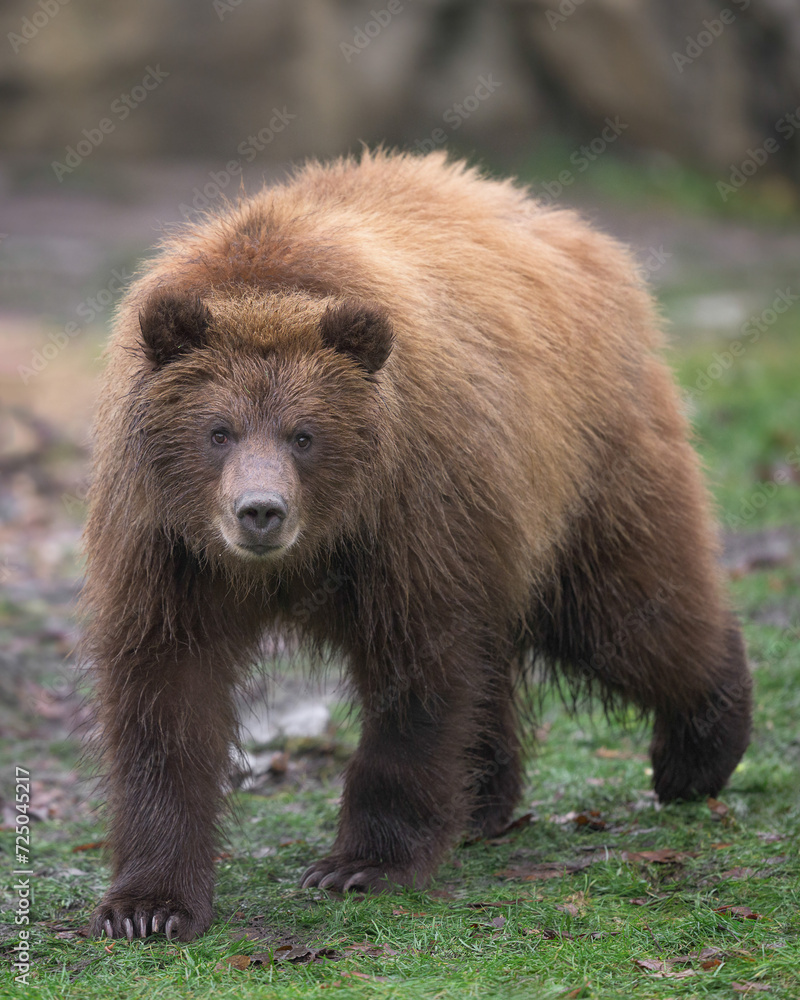 Brown bear cub full body standing portrait Brown bear cub full body standing portrait