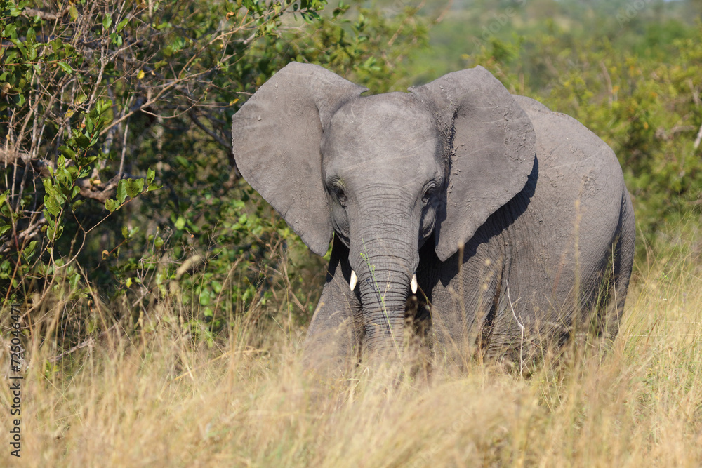 Fototapeta premium Afrikanischer Elefant / African elephant / Loxodonta africana