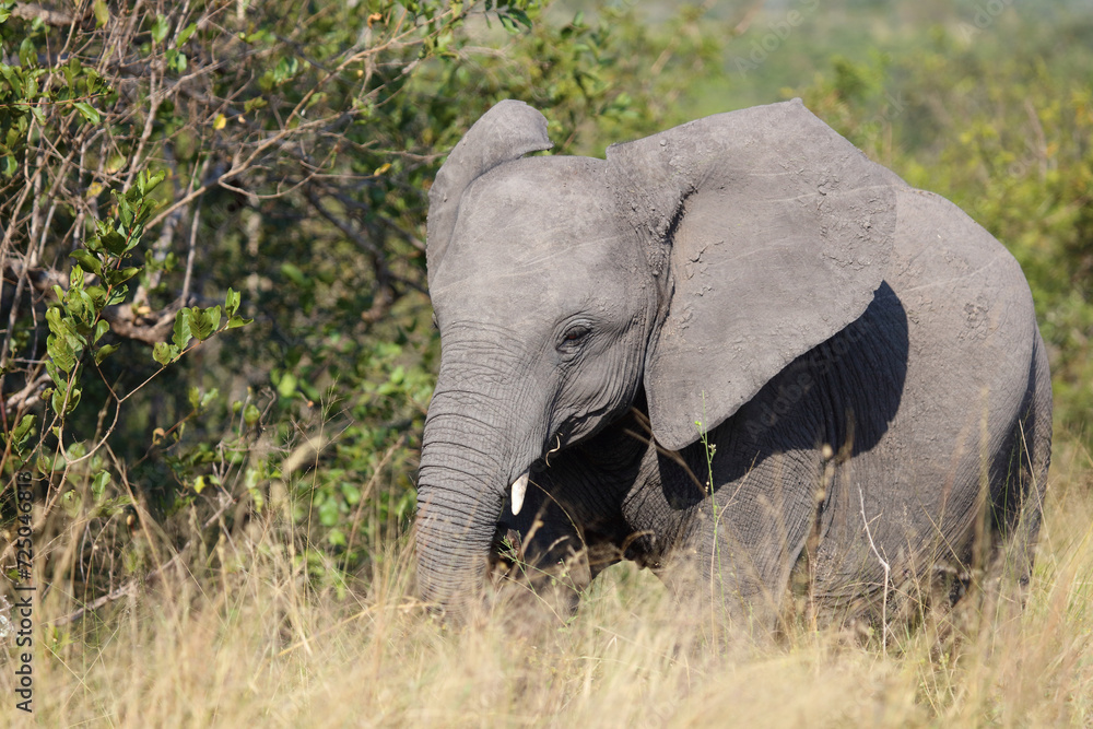 Fototapeta premium Afrikanischer Elefant / African elephant / Loxodonta africana