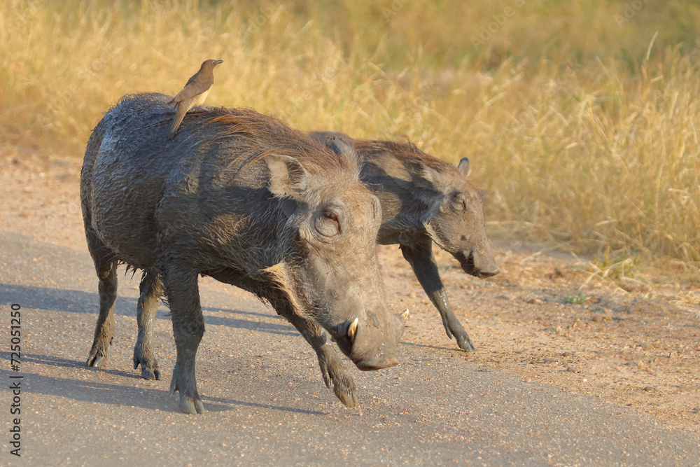 Warzenschwein und Rotschnabel-Madenhacker / Warthog and Red-billed oxpecker / Phacochoerus africanus et Buphagus erythrorhynchus. Warzenschwein und Rotschnabel-Madenhacker / Warthog and Red-billed oxpecker / Phacochoerus africanus et Buphagus erythrorhynchus.
