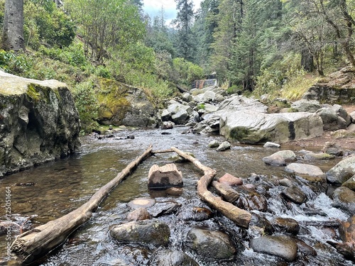 Rio de agua cristalina en medio del bosque con piedras, troncos y raíces photo