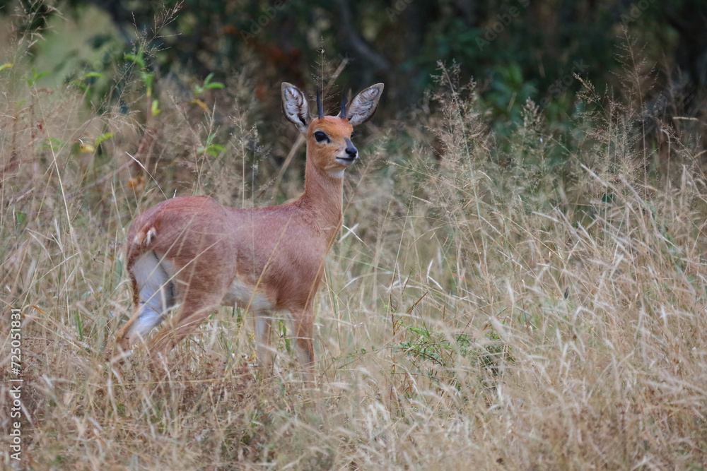 Afrikanischer Steinbock / Steenbok / Raphicerus campestris Afrikanischer Steinbock / Steenbok / Raphicerus campestris