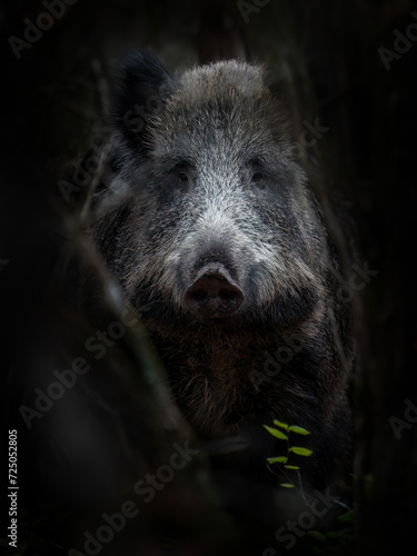 Close-up of a Wild Boar (Sus scrofa) hidden in a shadowy forest