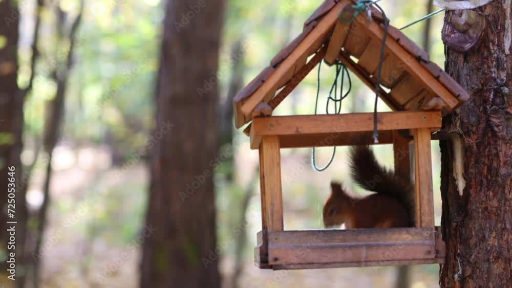 Squirrel eats in a small house-feeder in forest on an autumn day Squirrel eats in a small house-feeder in forest on an autumn day
