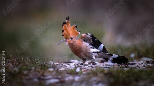 Eurasian Hoopoe (Upupa epops) with crest raised on a grassy surface photo