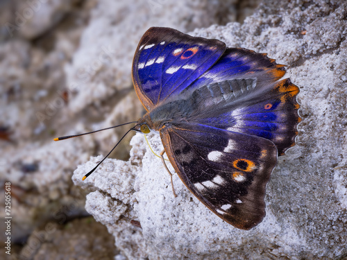 Lesser Purple Emperor (Apatura ilia) butterfly resting on rock