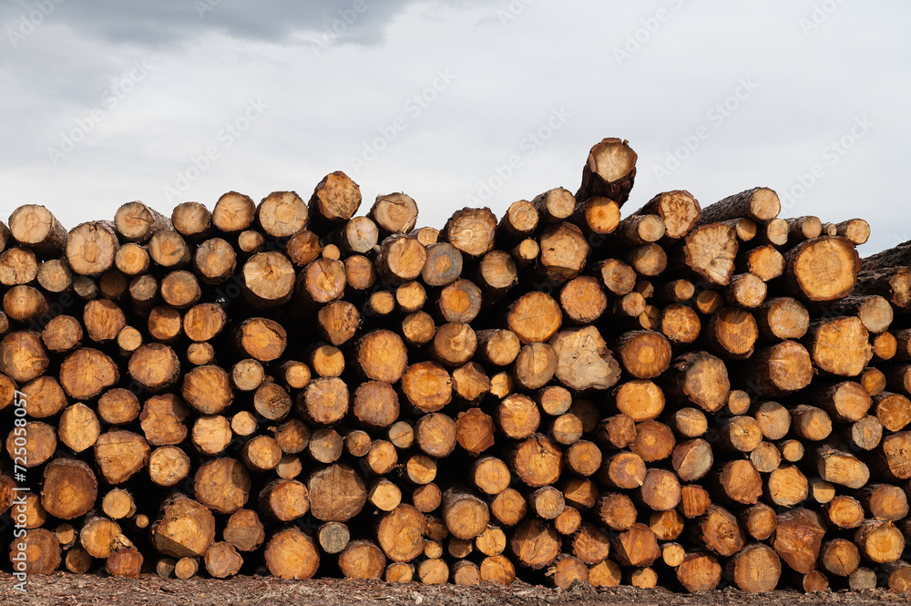 Cut trees stacked in a pile, close-up.