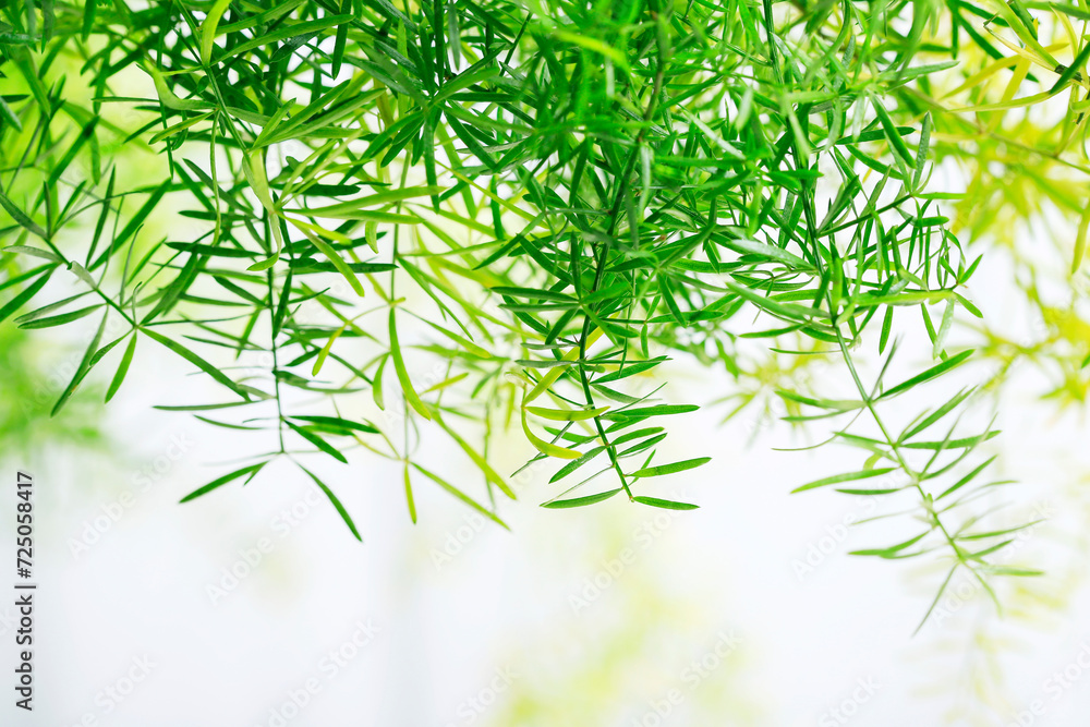 Asparagus sprengeri twigs - natural green background. Asparagus sprengeri twigs - natural green background.