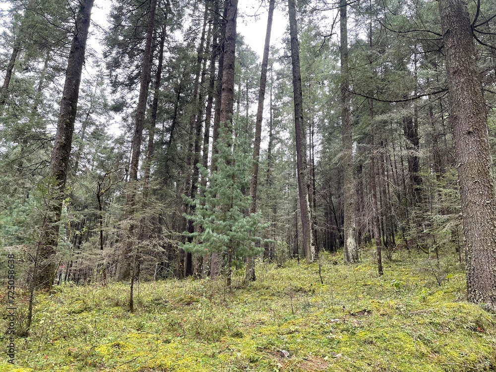 Fototapeta premium Bonitos arboles de un bosque con pasto, flores y arbustos