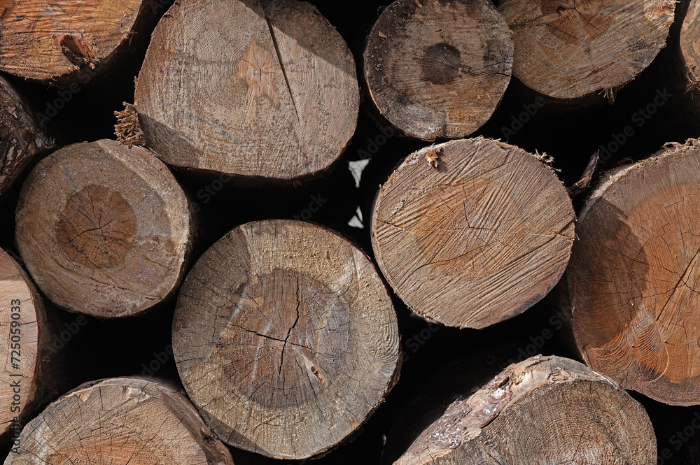 Cut trees stacked in a pile, close-up. Cut trees stacked in a pile, close-up.