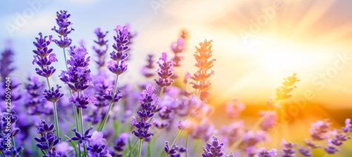 Sunset Glow Lavender  Decorative Backdrop