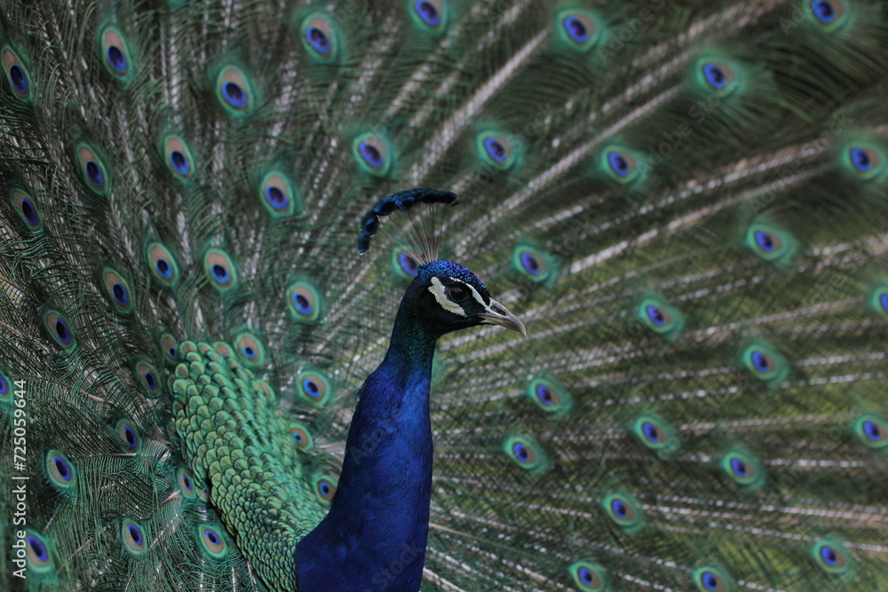 Obraz premium Peacock 2