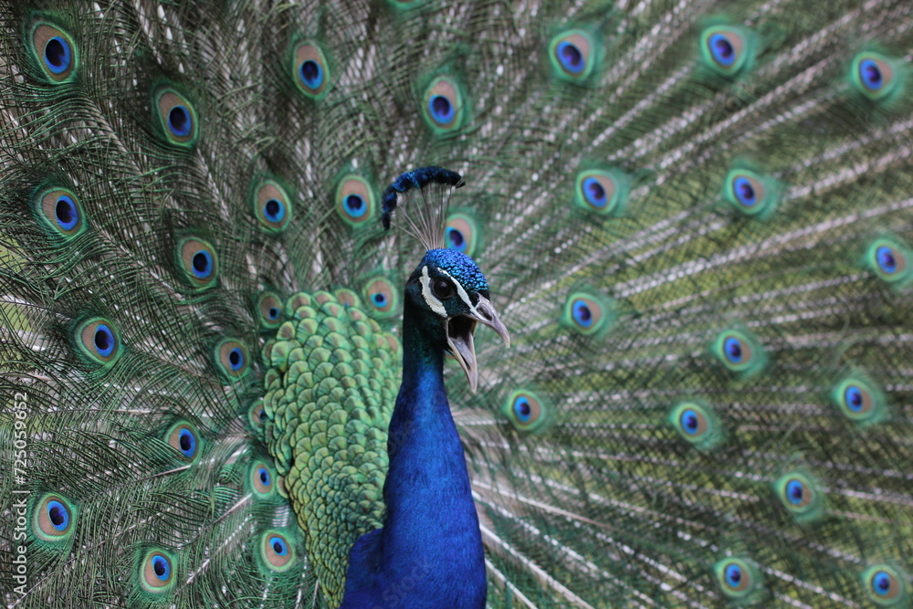 Fototapeta premium Peacock 1