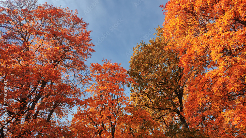 Autumn season, trees with fall Color Of Red, Gold, Yellow, and Burgundy in sweden 2023 Autumn season, trees with fall Color Of Red, Gold, Yellow, and Burgundy in sweden 2023