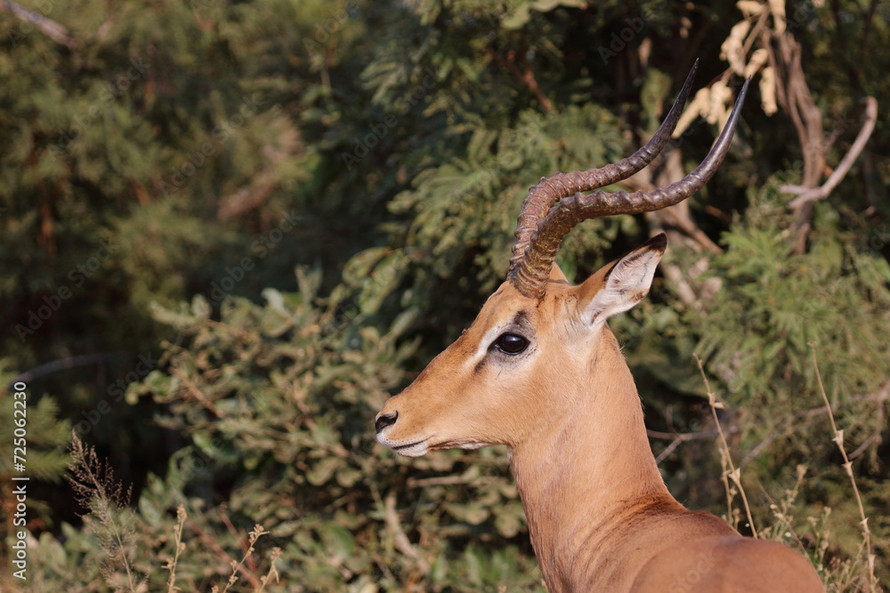 Schwarzfersenantilope / Impala / Aepyceros melampus Schwarzfersenantilope / Impala / Aepyceros melampus