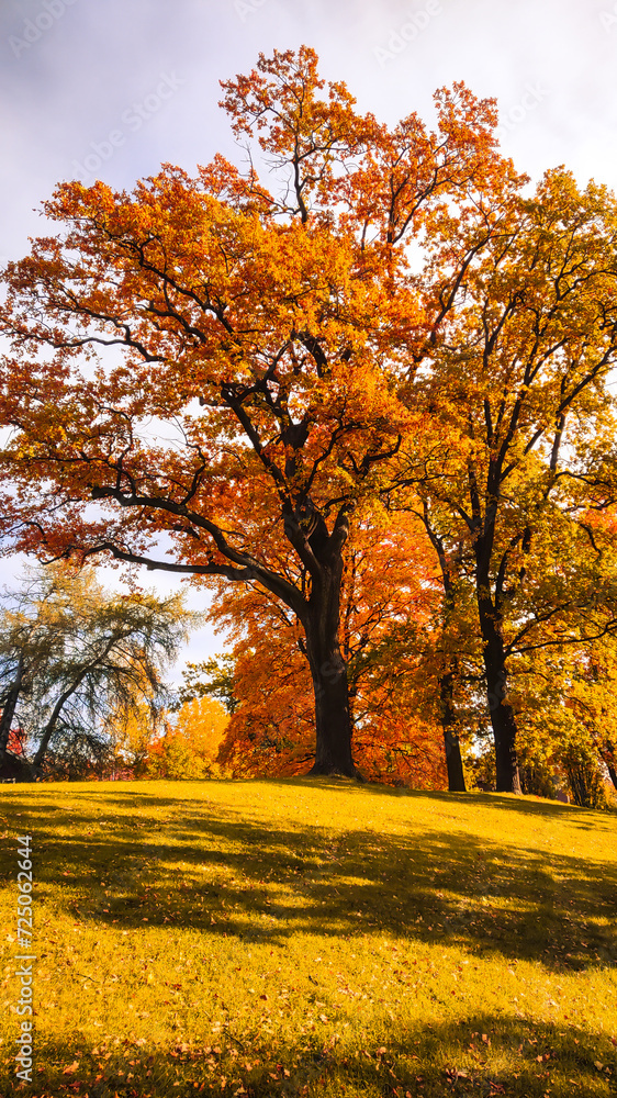 Fototapeta premium Autumn season, trees with fall Color Of Red, Gold, Yellow, and Burgundy in sweden 2023
