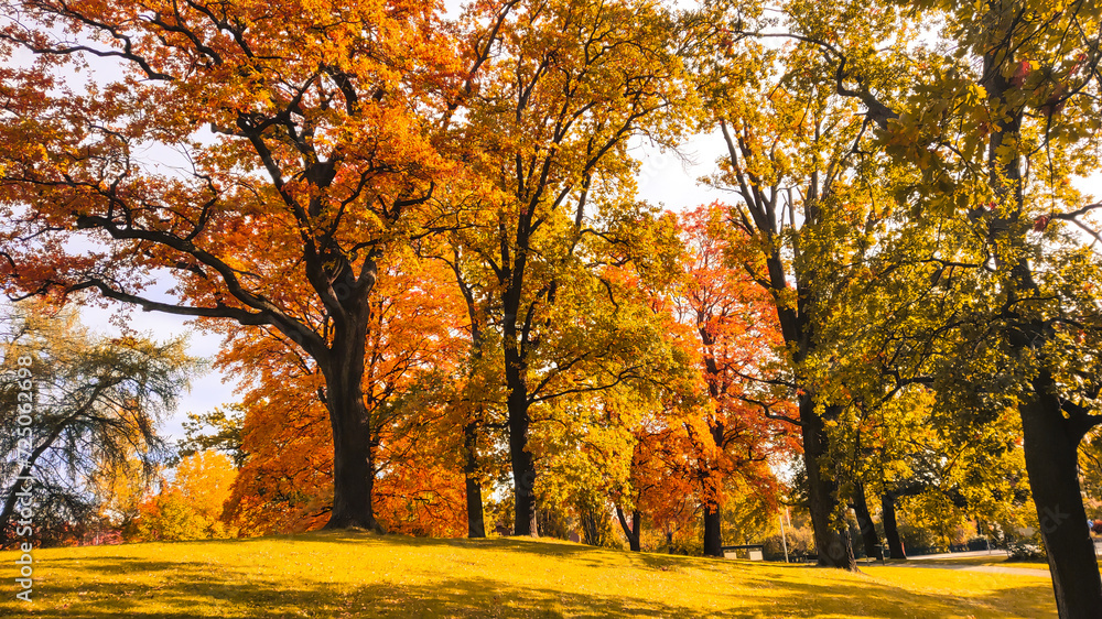 Fototapeta premium Autumn season, trees with fall Color Of Red, Gold, Yellow, and Burgundy in sweden 2023