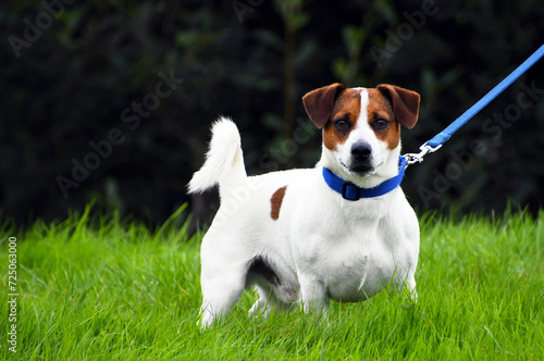 Jack Russell Terrier On A Lead
