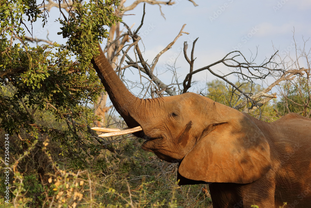 Fototapeta premium Afrikanischer Elefant / African elephant / Loxodonta africana