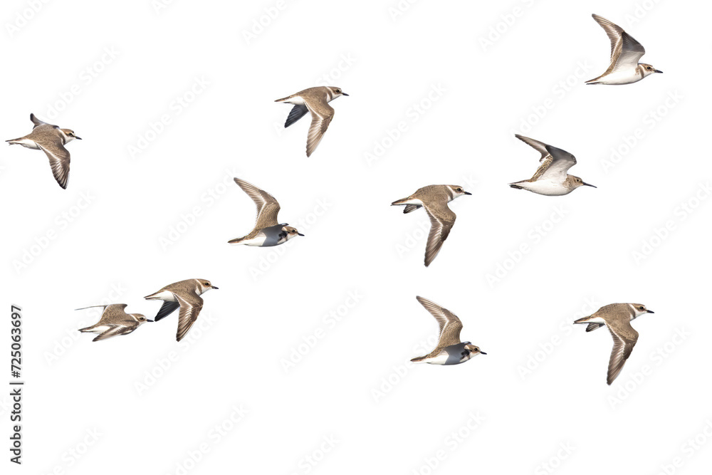 Fototapeta premium 飛翔するシロチドリとハマシギの切り抜き画像