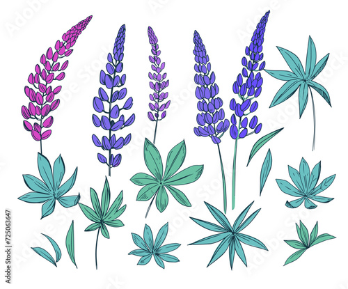 Lupine flower, set of realistic vector botanical illustrations, hand drawn, vintage engraving style. photo