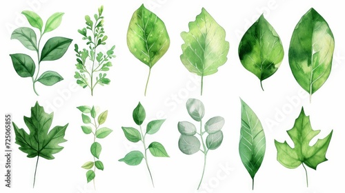 Set of watercolor green leaves elements. Collection botanical vector isolated on white background suitable for Wedding Invitation, save the date, thank you, or greeting card
