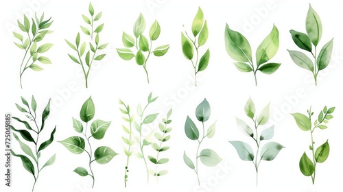 Set of watercolor green leaves elements. Collection botanical vector isolated on white background suitable for Wedding Invitation, save the date, thank you, or greeting card