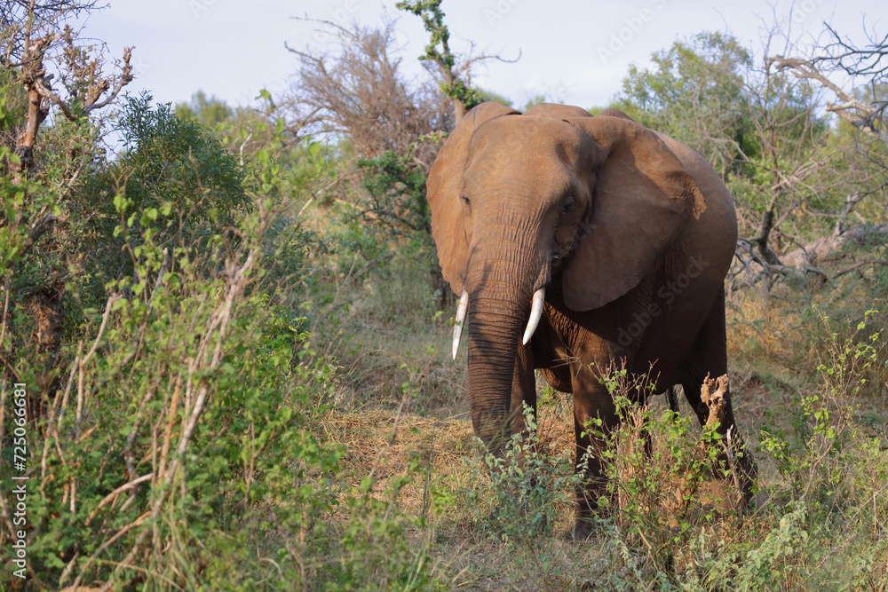 Afrikanischer Elefant / African elephant / Loxodonta africana Afrikanischer Elefant / African elephant / Loxodonta africana
