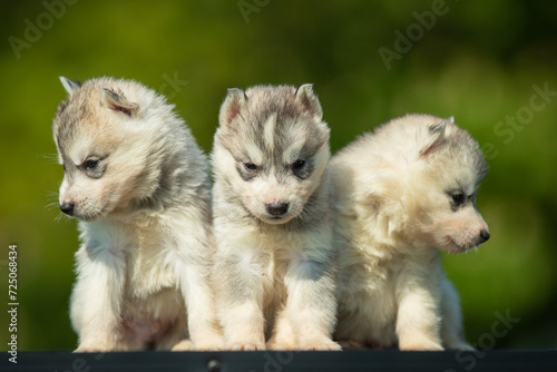 Young Siberian Husky puppy on table with blurred green background