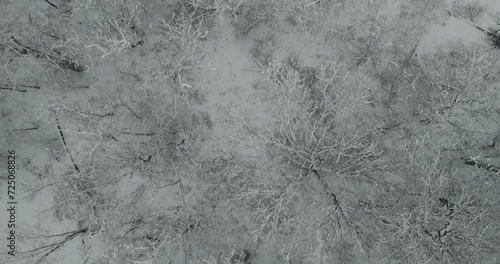 winter trees