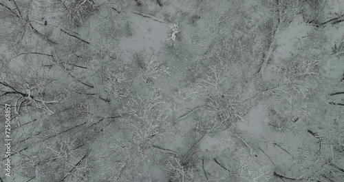 winter trees