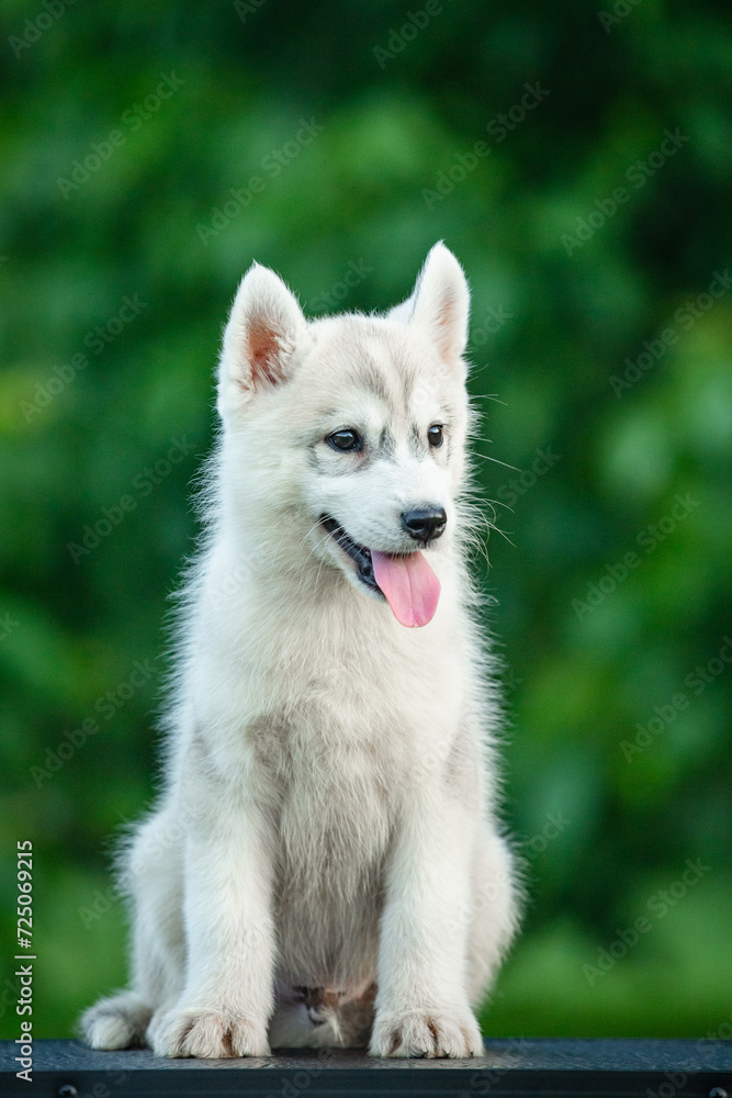 Naklejka premium Young Siberian Husky puppy on table with blurred green background