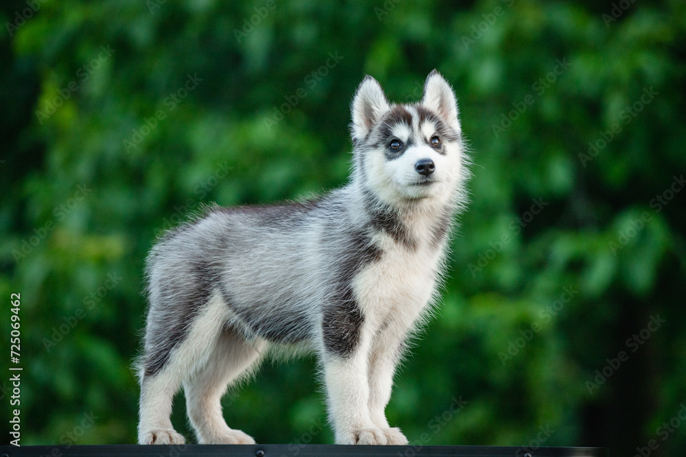 Obraz premium Young Siberian Husky puppy on table with blurred green background