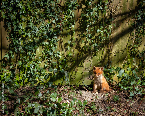 Fox Cub and Ivy photo