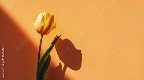  a single yellow tulip casts a shadow on an orange wall with the shadow of a shadow cast on it. #725069638