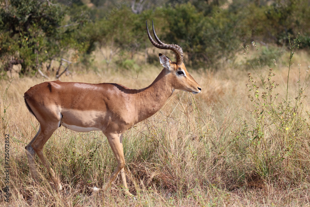 Schwarzfersenantilope / Impala / Aepyceros melampus Schwarzfersenantilope / Impala / Aepyceros melampus