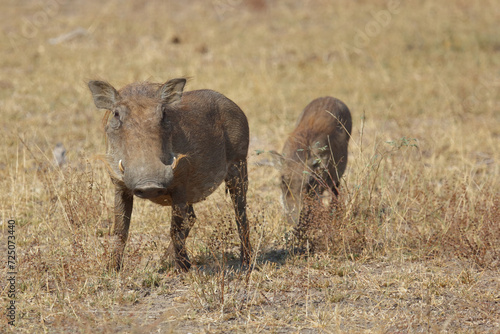Warzenschwein / Warthog / Phacochoerus africanus © Ludwig