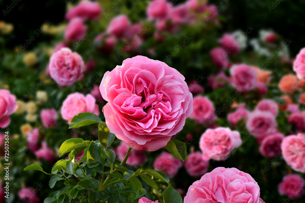 Blumen 1507 Blumen 1507