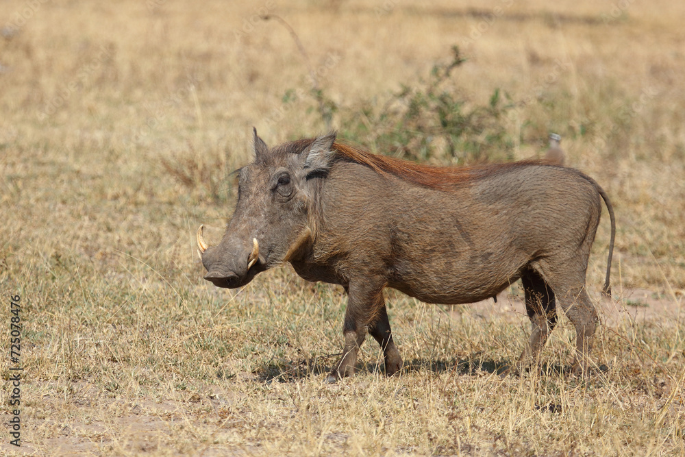 Warzenschwein / Warthog / Phacochoerus africanus Warzenschwein / Warthog / Phacochoerus africanus