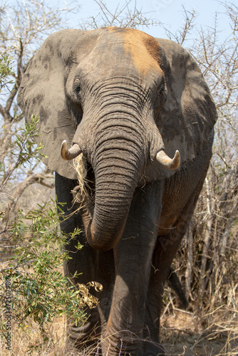 Male African Elephant eating in the wild in Africa