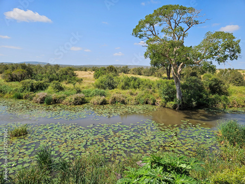 Ntandanyathi River - Kr  ger Park - S  dafrika   Ntandanyathi River - Kruger Park - South Africa  .