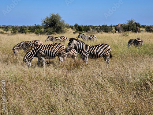 Steppenzebra   Burchell s zebra   Equus quagga burchellii