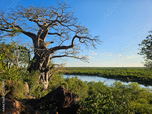 Afrikanischer Busch - Kr  gerpark - Pioneer Dam   African Bush - Kruger Park - Pioneer Dam  