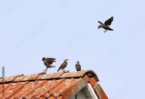 Star (Sturnus vulgaris) landet auf einem Dachgiebel, Stare sitzen auf einem Hausdach, Vogelschwarm, Schwarm, junge Stare fliegen im Himmel und landen auf einem Dach
