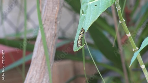 Monarch caterpillar on green milkweed leaf eating photo