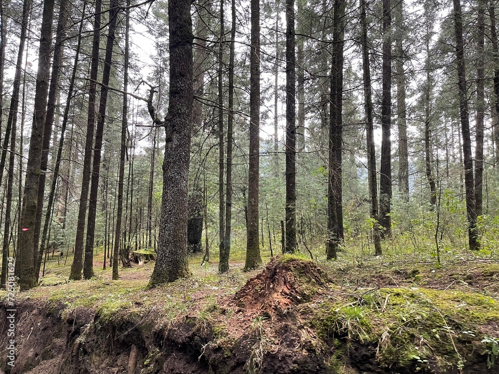 troncos delgados de arboles en un bosque verde con pasto troncos delgados de arboles en un bosque verde con pasto
