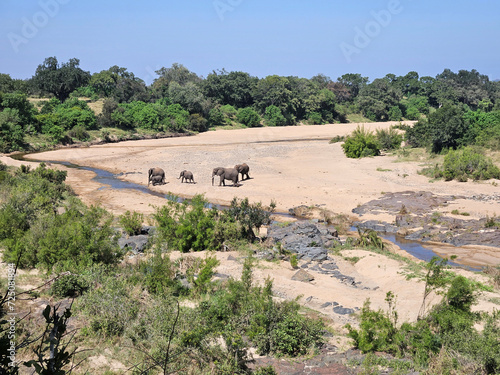 Afrikanischer Elefant im Timbavati River/ African elephant in Timbavati River / Loxodonta africana
