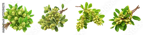 A Bunch Of Fresh Fragrant Mastic Pistacia lentiscus Hyperrealistic Highly Detailed Isolated On Transparent Background Png File White Background Photo Realistic Image photo