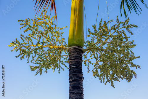 Selective focus flowers bud of Roystonea on the tree with blue sky, Roystonea or commonly known as the royal palms is a genus of eleven species of monoecious palms, Nature floral background. photo
