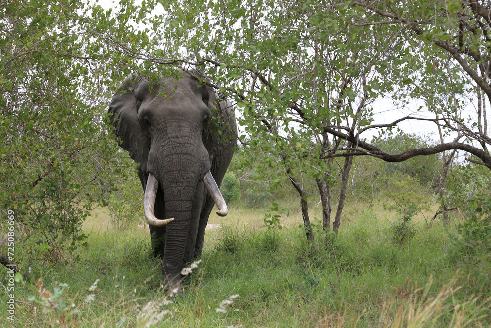 Obraz premium Afrikanischer Elefant / African elephant / Loxodonta africana